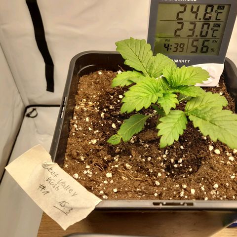 Growlog-Zeitleistenfoto von Sweet Valley Kush