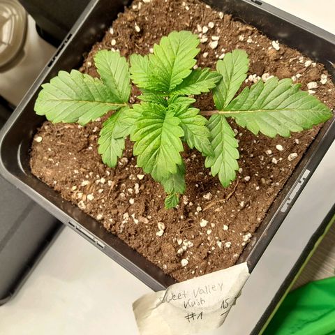 Growlog-Foto von Sweet Valley Kush: #1