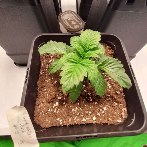 Growlog-Foto von Sweet Valley Kush: #2