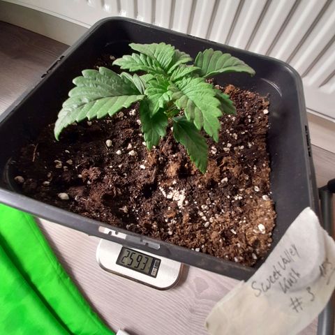 Growlog-Foto von Sweet Valley Kush: #3