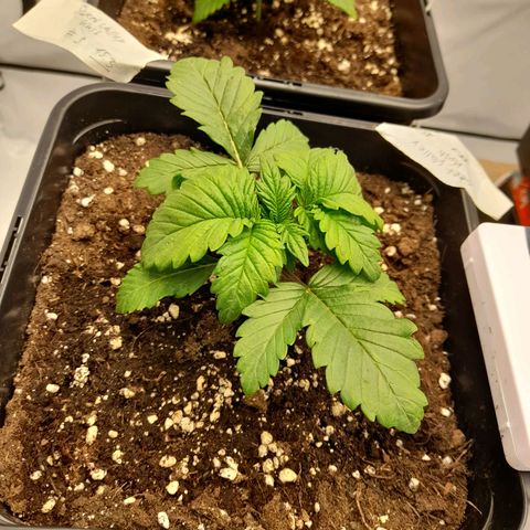 Growlog-Zeitleistenfoto von Sweet Valley Kush