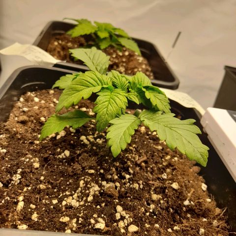 Growlog-Zeitleistenfoto von Sweet Valley Kush