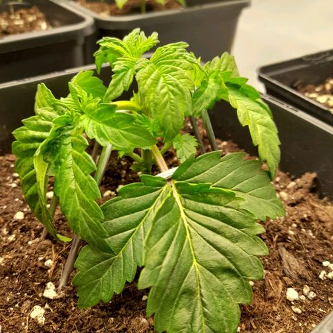 Growlog-Foto von Sweet Valley Kush: LST + Topping (erster versuch )