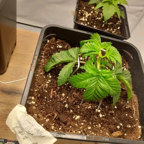 Growlog-Foto von Sweet Valley Kush: LST + Topping (erster versuch )