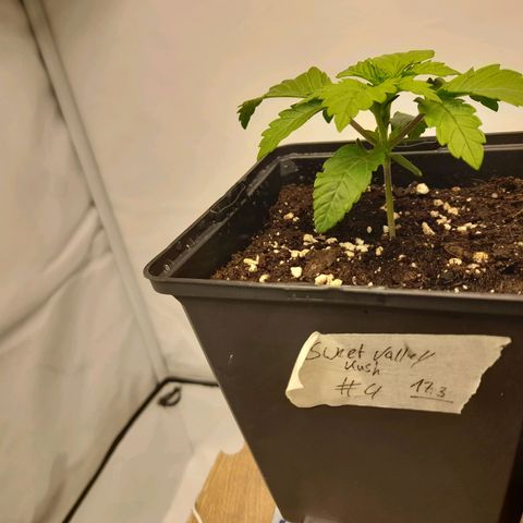 Sweet Valley Kush #4 growlog timeline photo