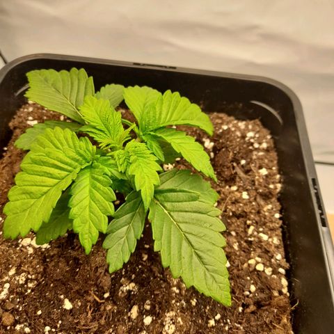 Sweet Valley Kush #4 growlog timeline photo