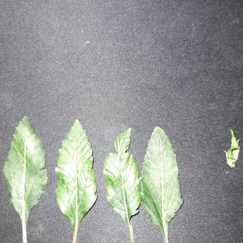 Growlog-Foto von Sweet Valley Kush: Schnittmaterial & topping 