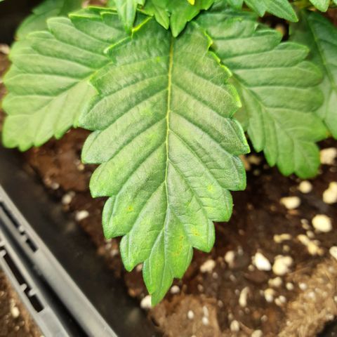 Growlog-Zeitleistenfoto von Sweet Valley Kush