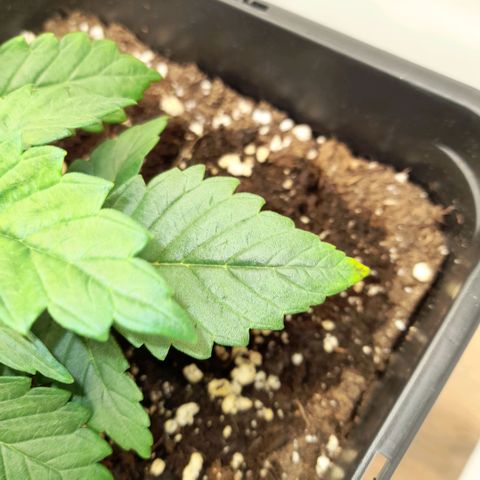 Growlog-Zeitleistenfoto von Sweet Valley Kush