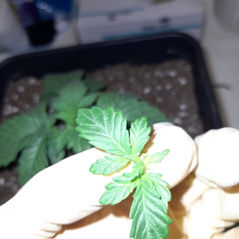 Growlog-Zeitleistenfoto von Sweet Valley Kush