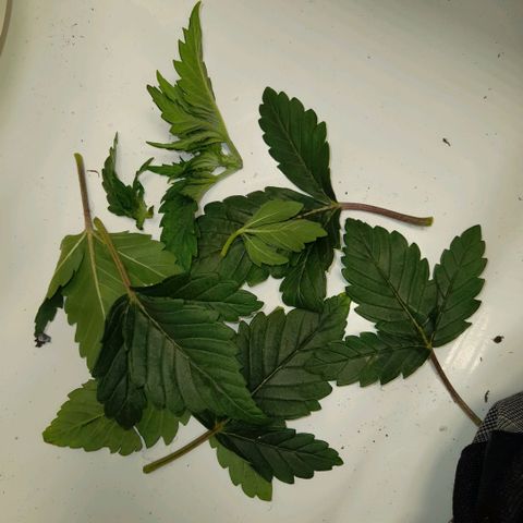 Growlog-Zeitleistenfoto von Sweet Valley Kush