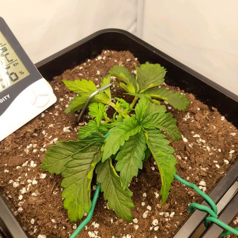 Growlog-Zeitleistenfoto von Sweet Valley Kush