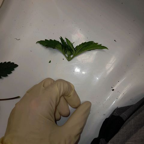 Growlog-Zeitleistenfoto von Sweet Valley Kush