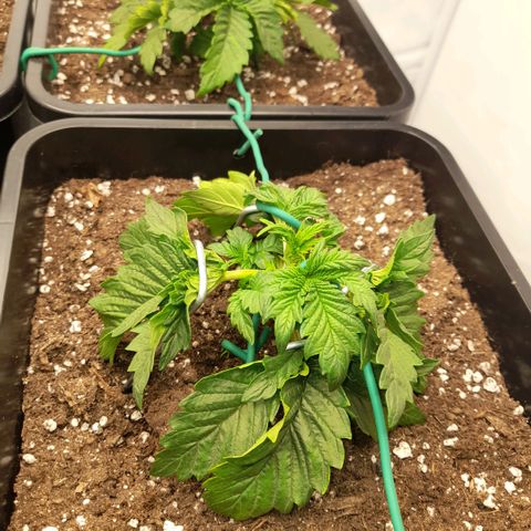 Growlog-Zeitleistenfoto von Sweet Valley Kush