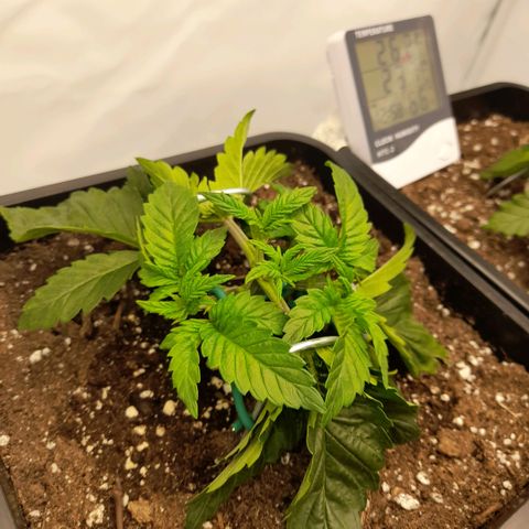 Growlog-Zeitleistenfoto von Sweet Valley Kush
