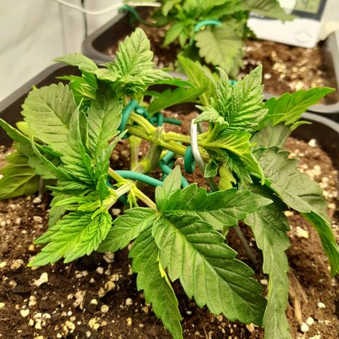 Growlog-Zeitleistenfoto von Sweet Valley Kush
