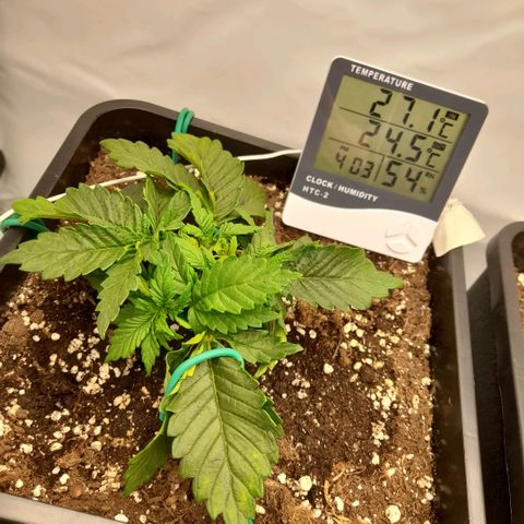 Growlog-Zeitleistenfoto von Sweet Valley Kush