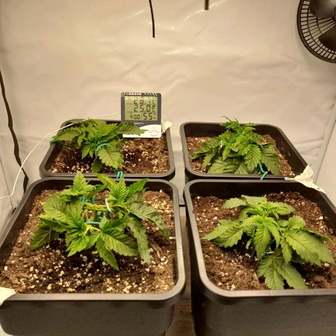 Growlog-Foto von Sweet Valley Kush: Alle befinden sich nun im 11 l Endtopf,beim nächsten run werde ich den 6 l topf aus lassen