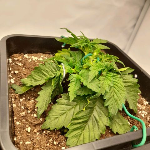 Growlog-Zeitleistenfoto von Sweet Valley Kush
