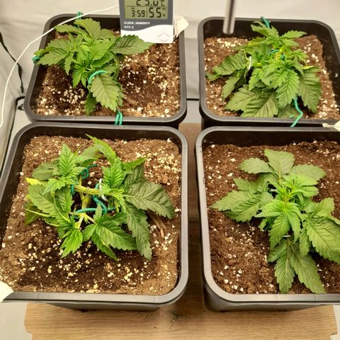 Growlog-Zeitleistenfoto von Sweet Valley Kush