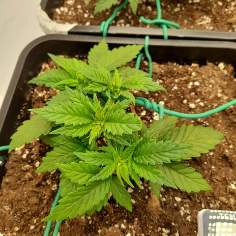 Growlog-Zeitleistenfoto von Sweet Valley Kush