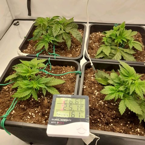 Growlog-Zeitleistenfoto von Sweet Valley Kush