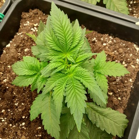 Growlog-Zeitleistenfoto von Sweet Valley Kush