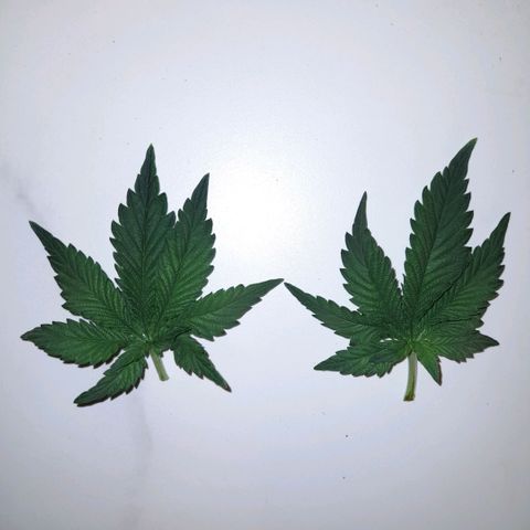 Growlog-Zeitleistenfoto von Sweet Valley Kush