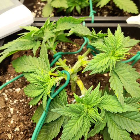 Growlog-Zeitleistenfoto von Sweet Valley Kush