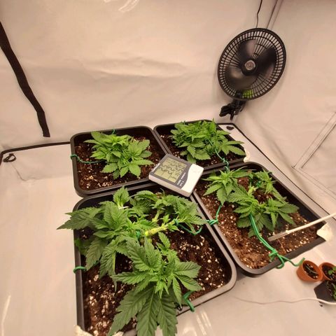 Growlog-Zeitleistenfoto von Sweet Valley Kush