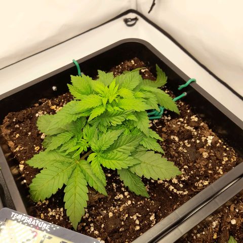 Growlog-Zeitleistenfoto von Sweet Valley Kush