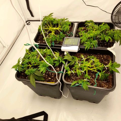Growlog-Foto von Sweet Valley Kush: Extreme defoliating 