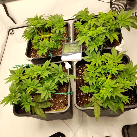 Growlog-Foto von Sweet Valley Kush: Nach 2 tagen 
