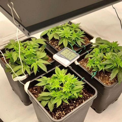 Growlog-Zeitleistenfoto von Sweet Valley Kush