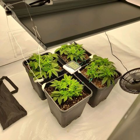 Growlog-Zeitleistenfoto von Sweet Valley Kush