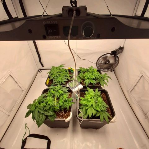Growlog-Zeitleistenfoto von Sweet Valley Kush