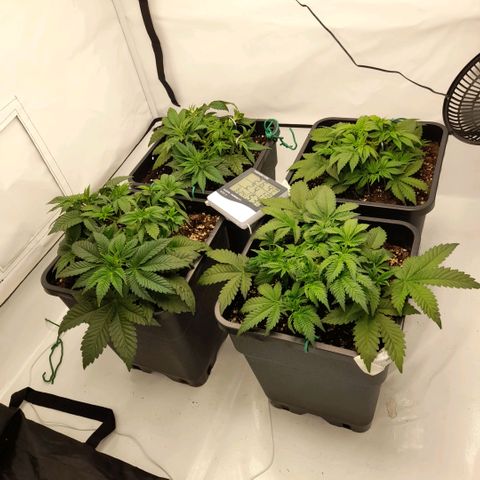 Growlog-Zeitleistenfoto von Sweet Valley Kush