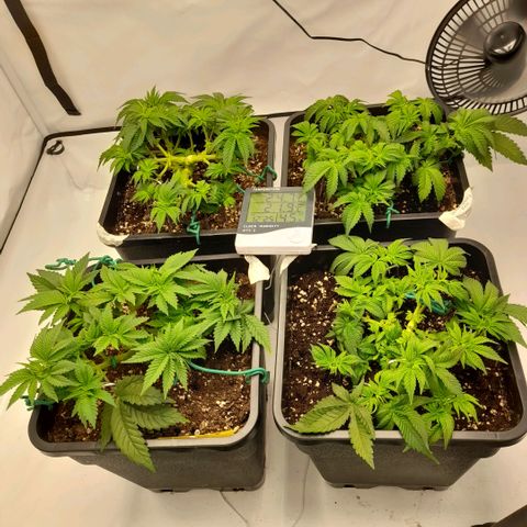 Growlog-Zeitleistenfoto von Sweet Valley Kush