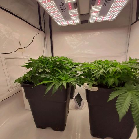 Growlog-Zeitleistenfoto von Sweet Valley Kush