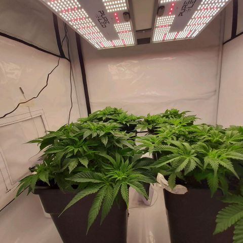 Growlog-Zeitleistenfoto von Sweet Valley Kush
