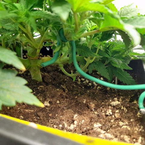 Growlog-Zeitleistenfoto von Sweet Valley Kush
