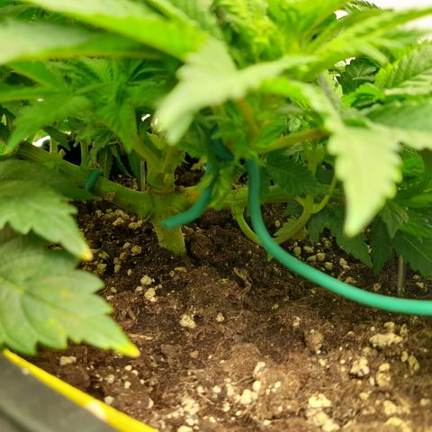 Growlog-Zeitleistenfoto von Sweet Valley Kush