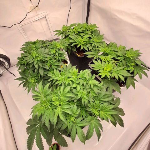 Growlog-Zeitleistenfoto von Sweet Valley Kush