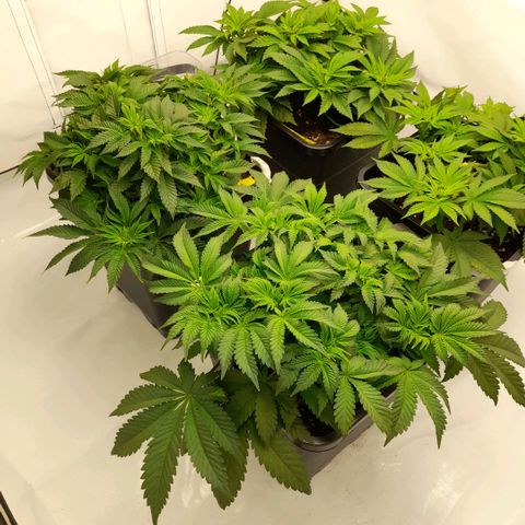 Growlog-Zeitleistenfoto von Sweet Valley Kush