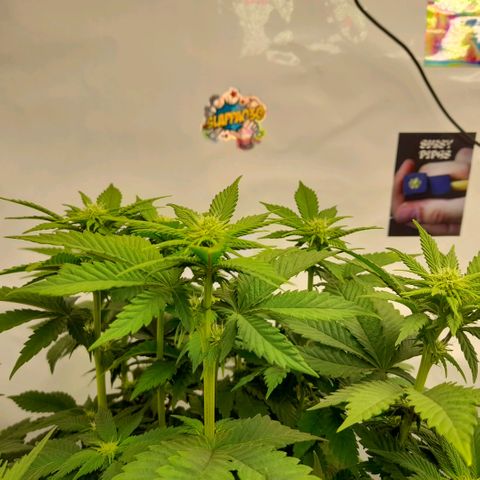 Growlog-Foto von Sweet Valley Kush: BLÜTETAG 16