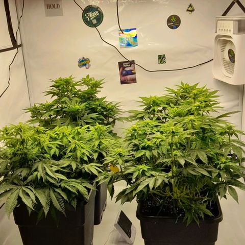 Growlog-Foto von Sweet Valley Kush: BLÜTETAG 16