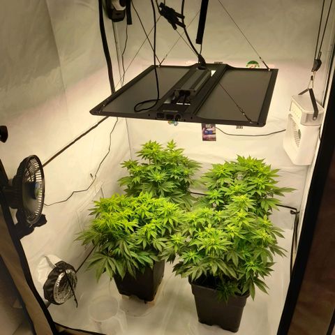 Growlog-Foto von Sweet Valley Kush: BLÜTETAG 16