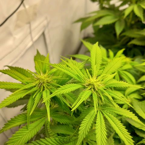 Growlog-Foto von Sweet Valley Kush: BLÜTETAG 16