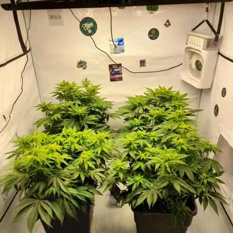 Growlog-Foto von Sweet Valley Kush: BLÜTETAG 16