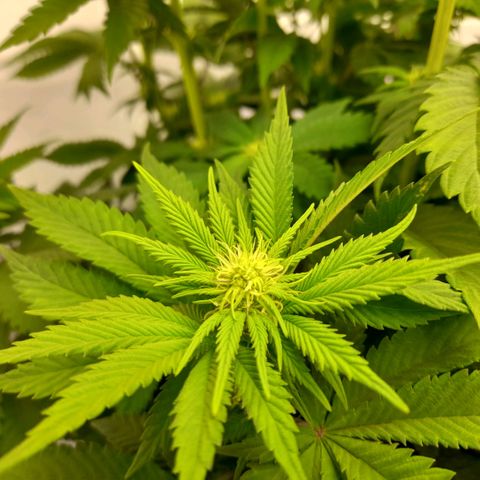 Growlog-Foto von Sweet Valley Kush: BLÜTETAG 16